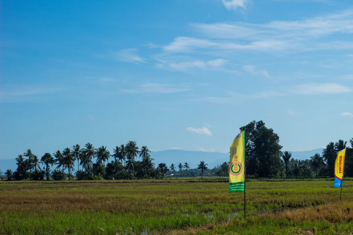 Farm Field Day, Pinrang - Sulawesi