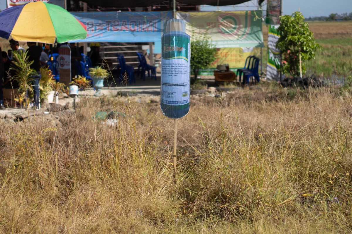 Farm Field Day, Pinrang - Sulawesi